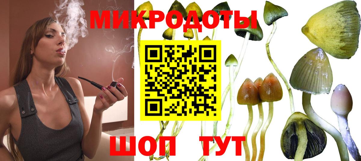 Псилоцибиновые грибы Psilocybe Кириши